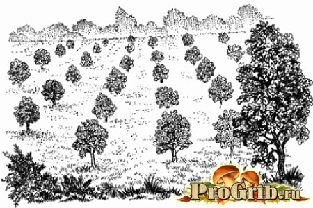http://progrib.ru/wp-content/uploads/2014/04/plantacija-chernogo-trjufelja.jpeg