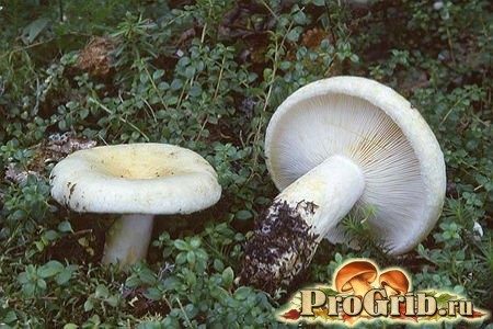 Как выращивать грибы грузди в домашних условиях?