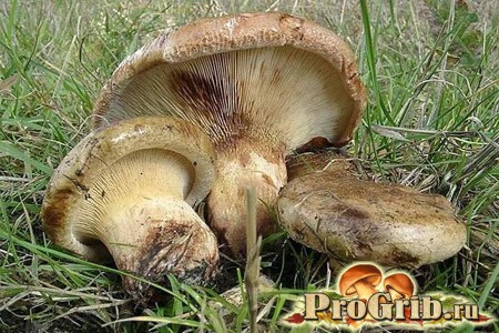 Можно ли употреблять в пищу грибы свинушки?