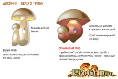 Двойник белого гриба (отличительная картинка)