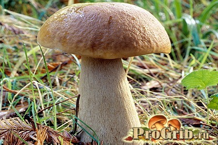 Гладконожковый белый гриб