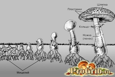 Процесс развития гриба