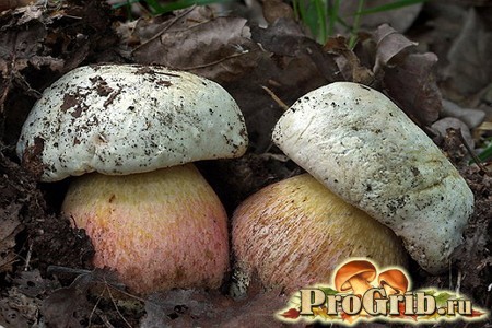 Фото ложных белых грибов
