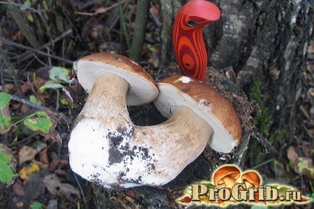 Сбор белых грибов