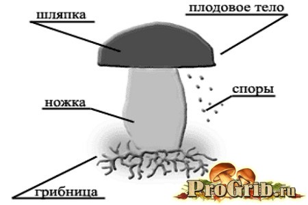Строение белого гриба или боровика (описание и картинка)