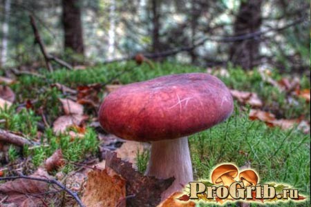 Сыроежка — род пластинчатых грибов