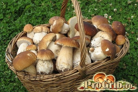 Белые грибы в лукошке