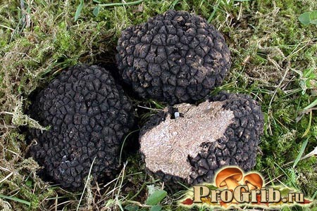 Трюфель — род сумчатых грибов