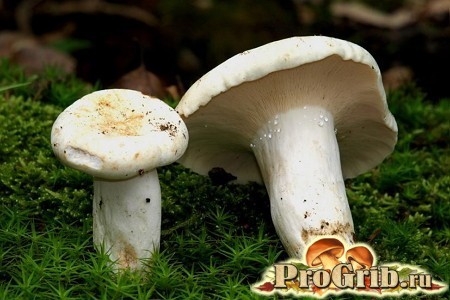 Фото: гриб белый груздь