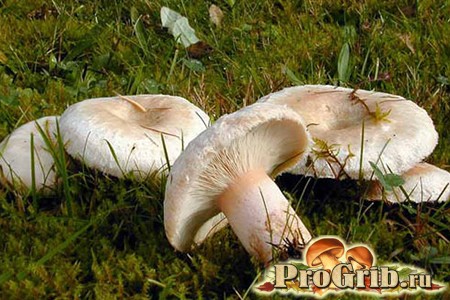 Фото грибов волнушки