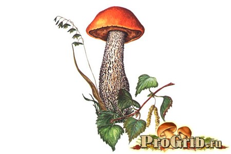 Съедобный гриб подосиновик