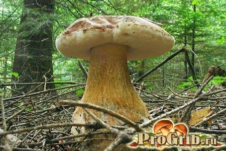 Желчный или сатанинский гриб