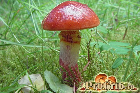 Лесной гриб масленок