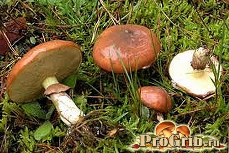 Срезанные грибы маслята
