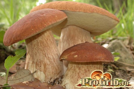 Польские грибы в листьях и траве