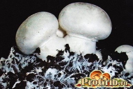 Мицелий шампиньонов с грибами