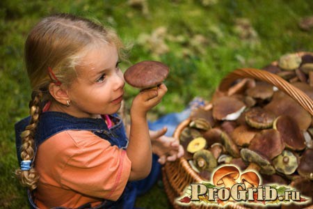 Девочка в лесу собирает грибы подберезовики