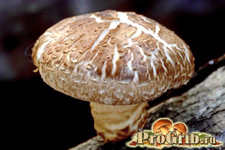 Полезный гриб шиитаке