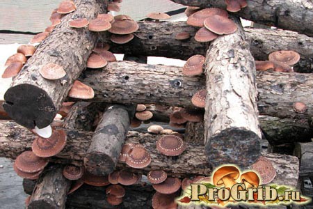 Выращивания гриба шиитаке на брусках