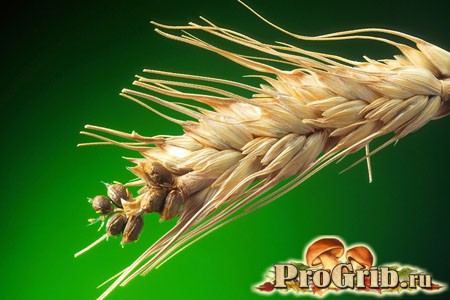 Головня на пшенице