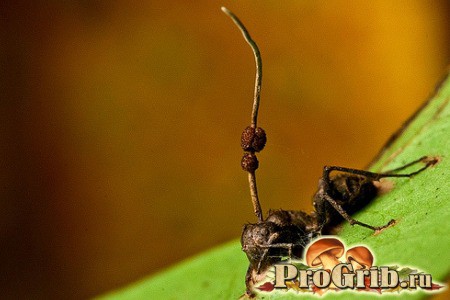 Гриб-паразит на муравье