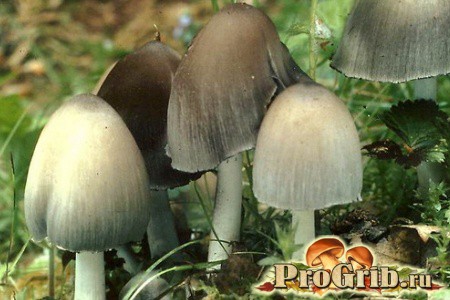 Семья грибов навозников