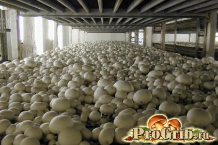 Как выращивать грибы в теплице круглый год