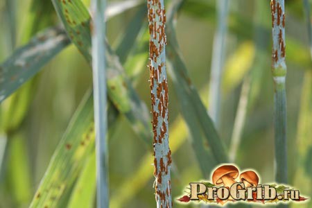 Ржавчинные грибы на зерновых культурах (пшенице)