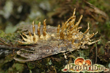 Спорыньевые грибы на бабочке