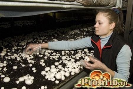 Сбор урожая грибов
