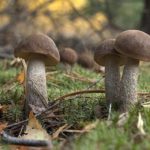 Подберезовик ложный: отличия от обычного, настоящего гриба