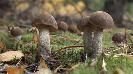 Подберезовик ложный: отличия от обычного, настоящего гриба