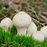грибы сапрофиты