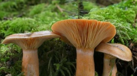Рыжики: ложные представители, польза и вред, калорийность и свойства грибов