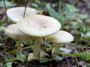 Коварный и феноменально ядовитый гриб: описание бледной поганки