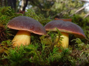 Редкие и чрезвычайно полезные польские грибы