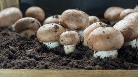выращивания белых грибов в домашних условиях