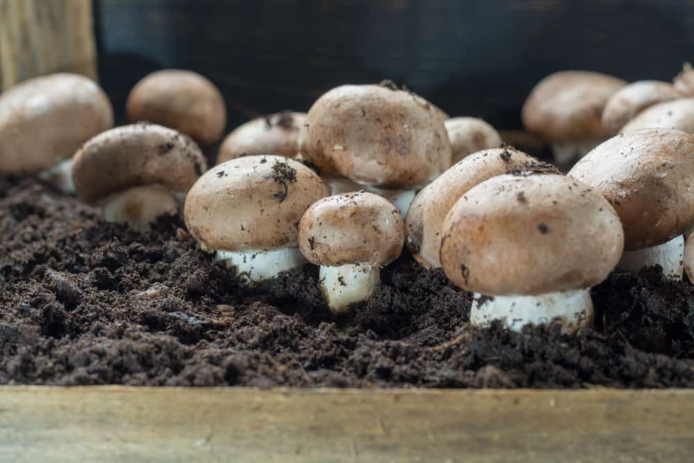 выращивания белых грибов в домашних условиях