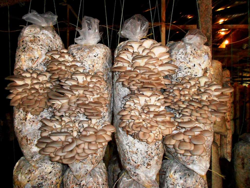 Как растут грибы в искусственной среде