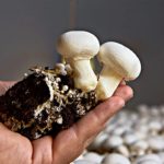 Как самостоятельно вырастить мицелий шампиньонов