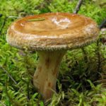 Лесная угроза: чем опасны грибы свинушки
