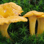 Лисичка: подробное описание гриба, виды