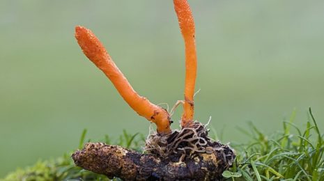 Места произрастания грибного чуда