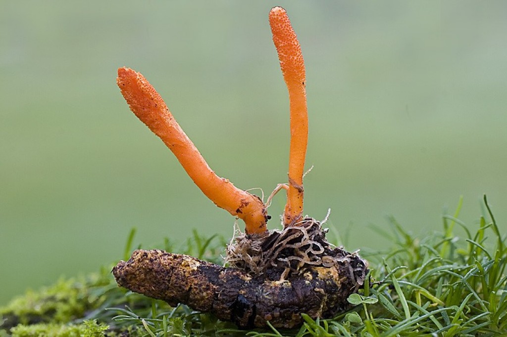Места произрастания грибного чуда