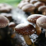 Порошок из гриба шиитаке используется и при приготовлении настоя от онкологии