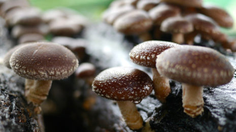 Порошок из гриба шиитаке используется и при приготовлении настоя от онкологии