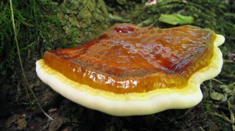 Необыкновенные лечебные свойства древесных грибов рейши