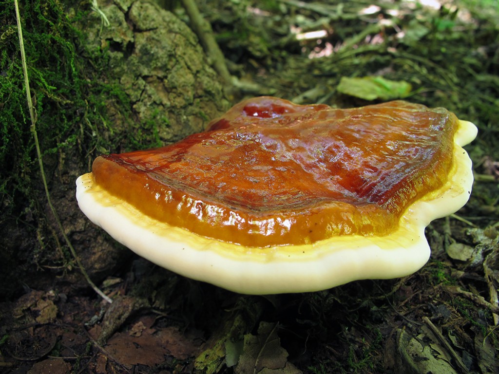 Необыкновенные лечебные свойства древесных грибов рейши