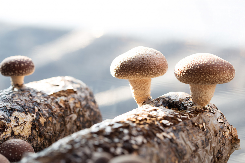 Панацея грибного царства: восточные чудо-грибы шиитаке
