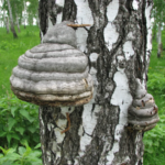 Применение чаги